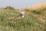 CORGI PEMBROKE 123